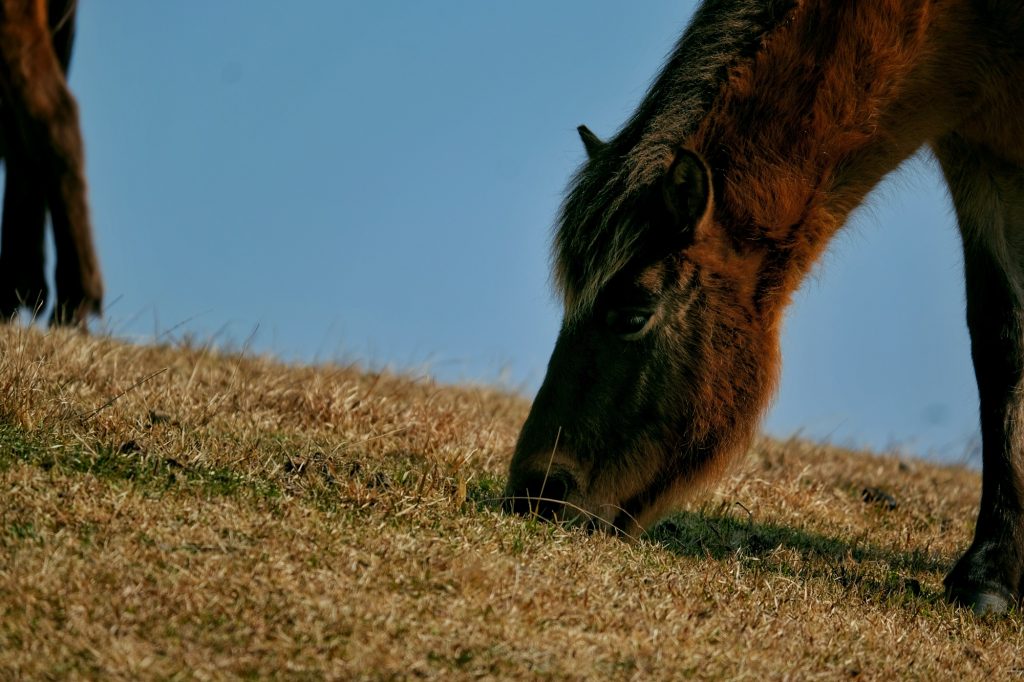 Un cheval broute tranquillement au cap Toi