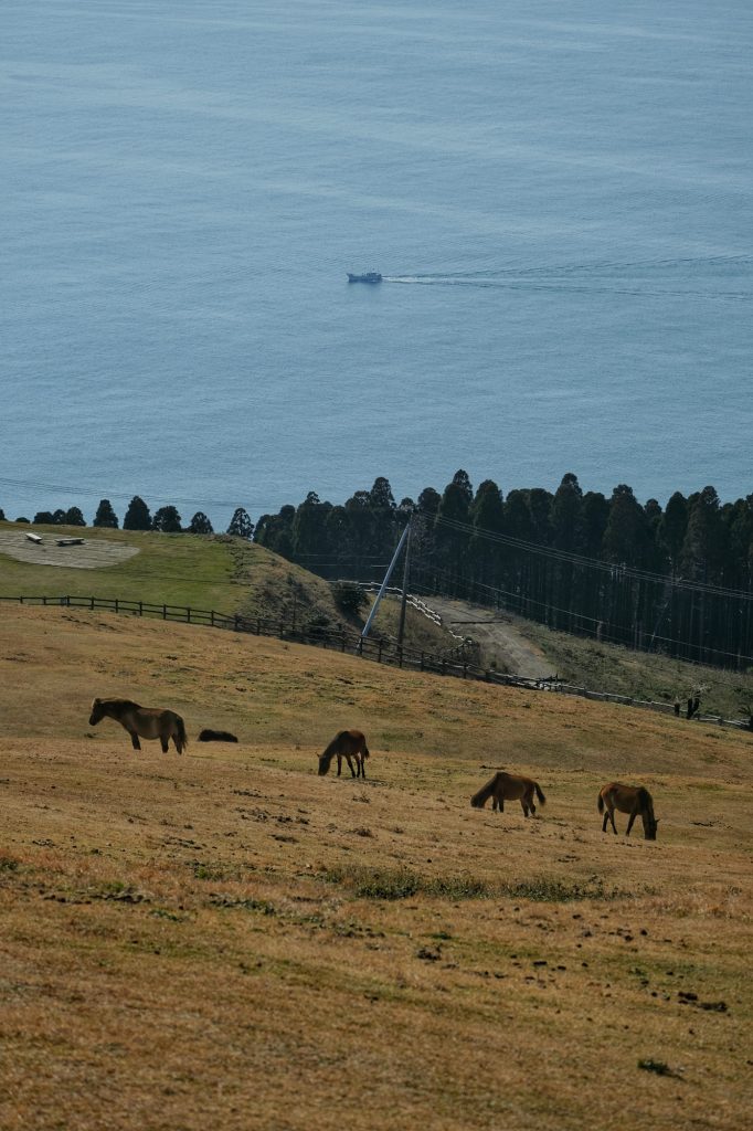 Les chevaux du cap Toi devant la mer et un bateau