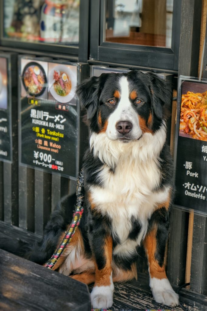 Un chien attend patiemment devant un restaurant de Kurokawa Onsen