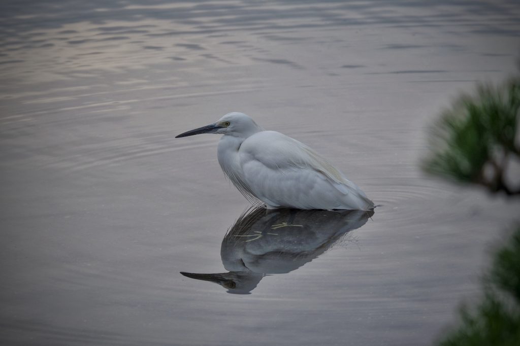 Une aigrette dans l'eau de l'étang du parc Suizenji