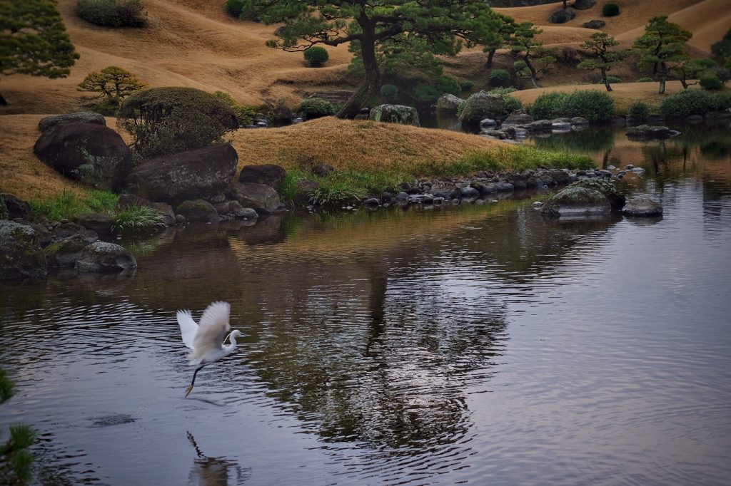 Une aigrette prend son envol au dessus de l'étang du parc Suizenji
