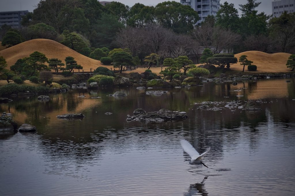 Une aigrette en vol au dessus de l'étang du parc Suizenji