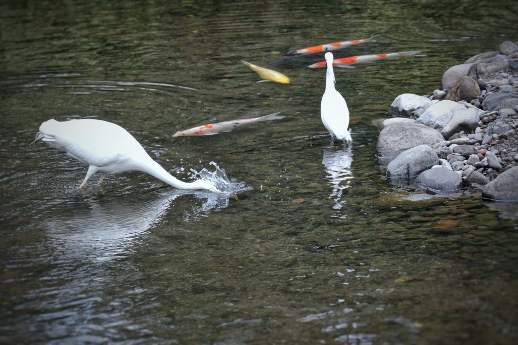 Une aigrette cherche de la nourriture dans l'étang du parc Suizenji