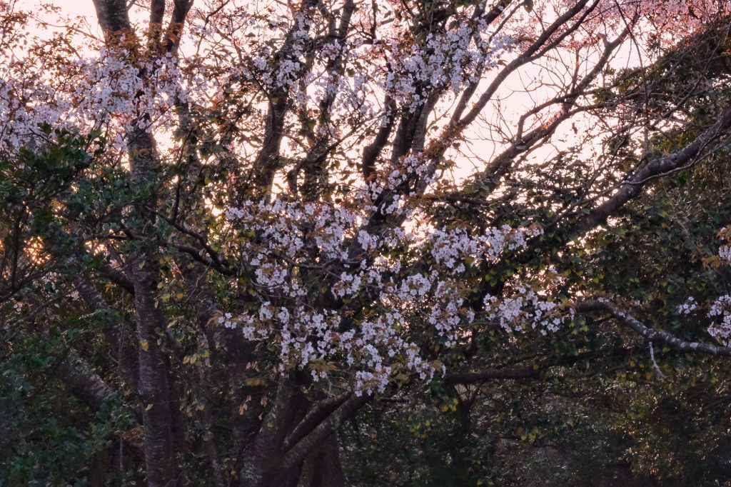 Le printemps commence à montrer le bout de son nez au camping d'Izakibana