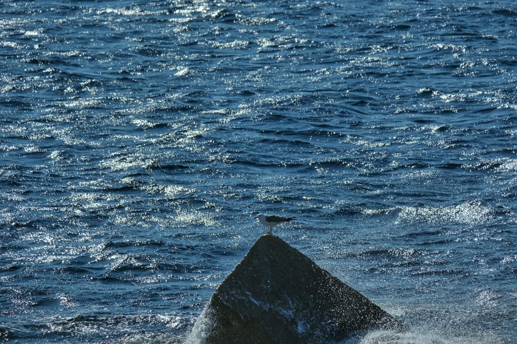 Une mouette sur un bloc de béton au large d'Ikeshima