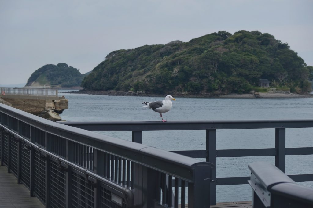 Une mouette sur un quai de la ville de Hirado