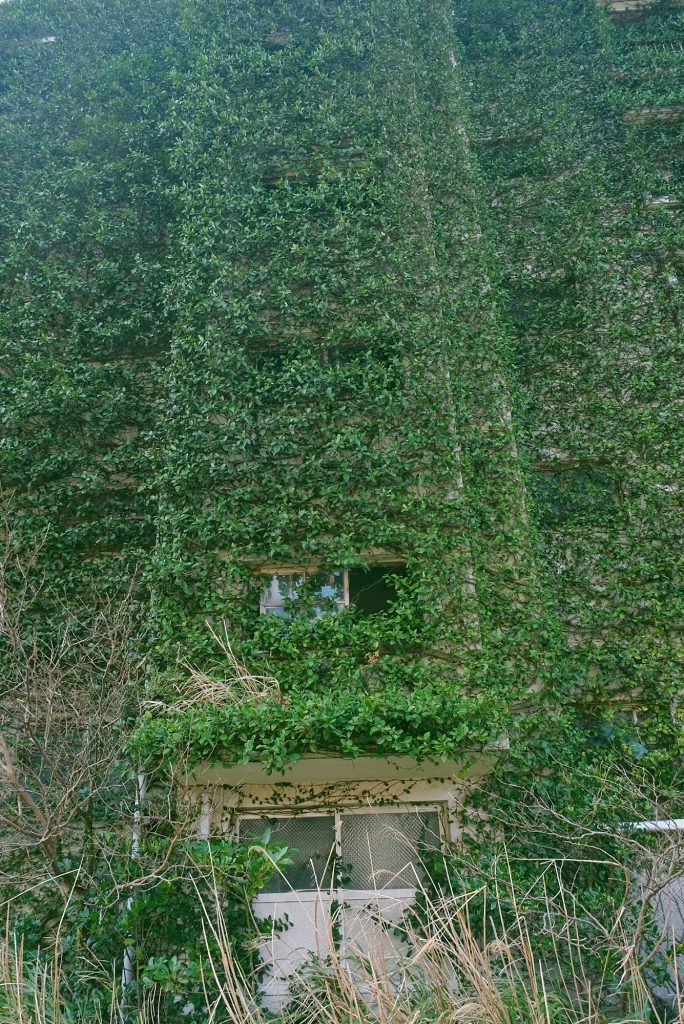 Un mur recouvert par la végétation sur Ikeshima