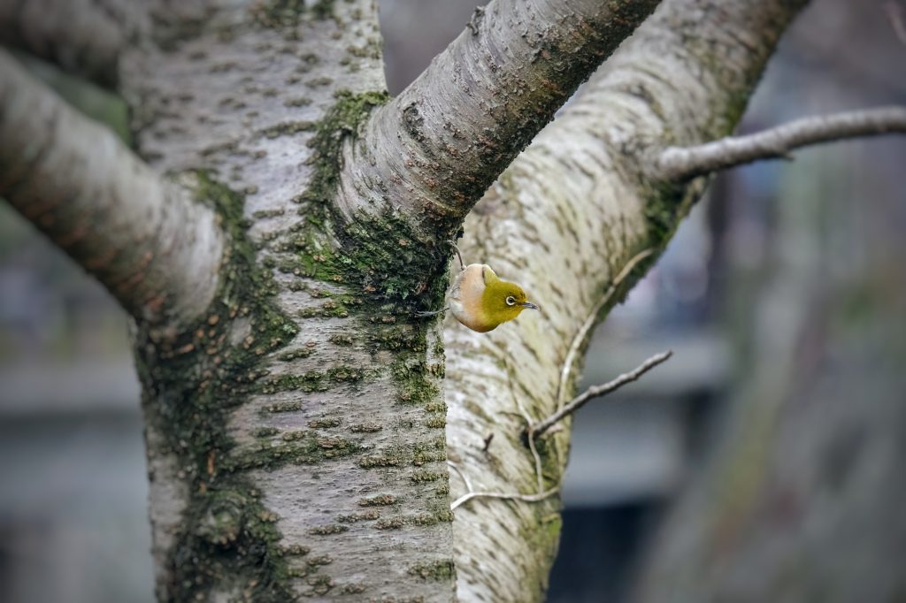 Un oiseau dans un arbre près du château de Kumamoto