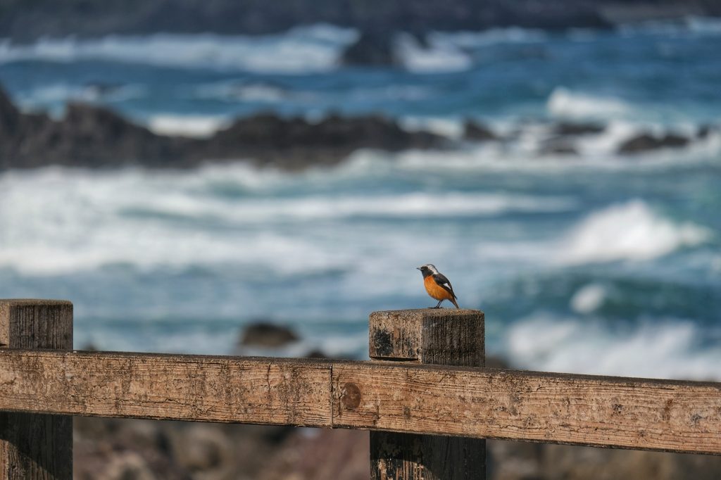Un oiseau au bord de l'océan Pacifique, préfecture de Kochi