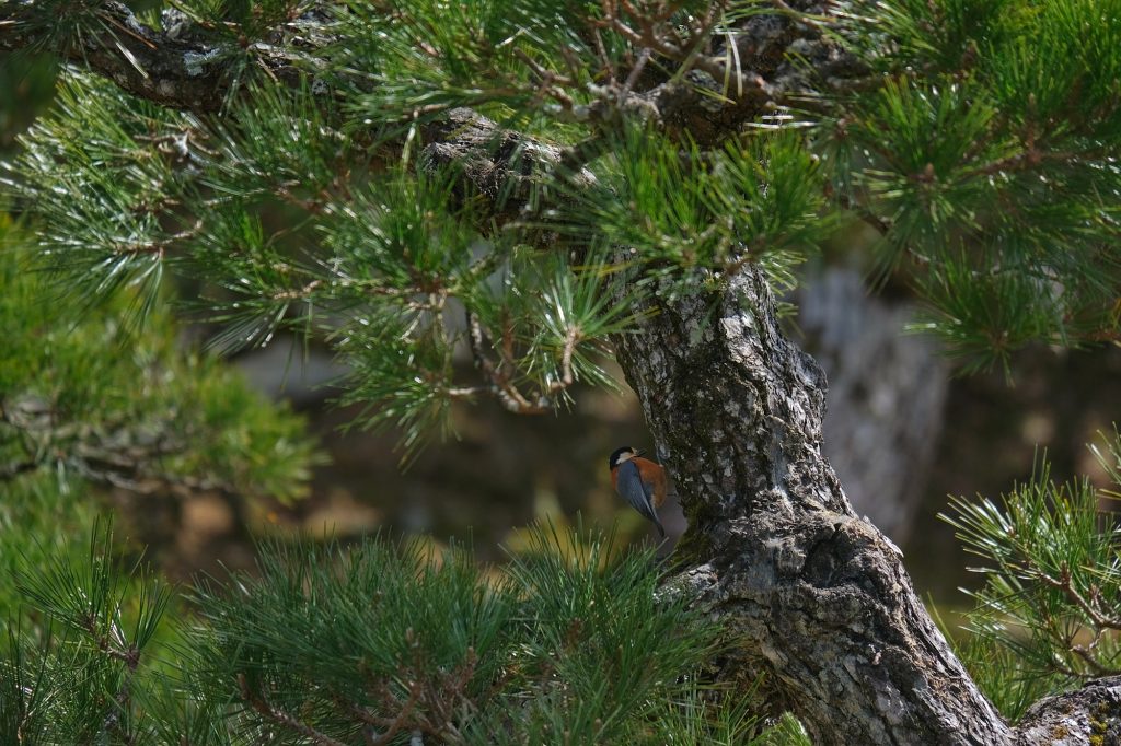 Un oiseau sur une branche dans le parc Onshi à Hakone