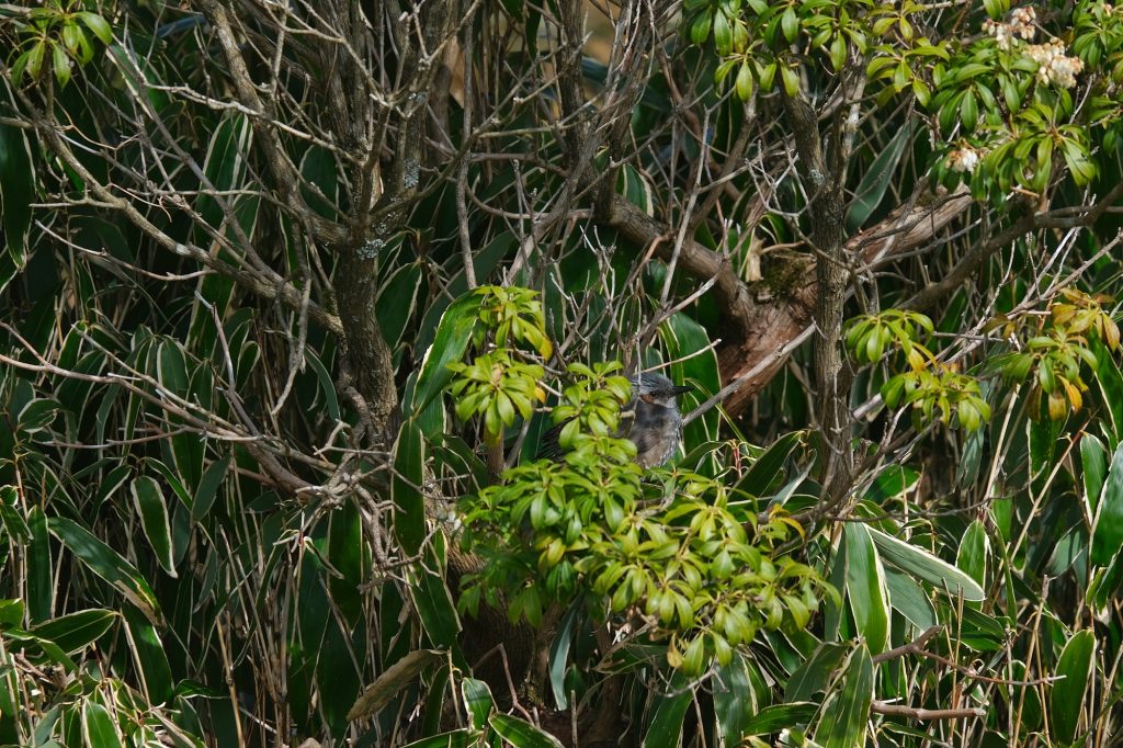 Un oiseau discret dans les arbres du parc Onshi