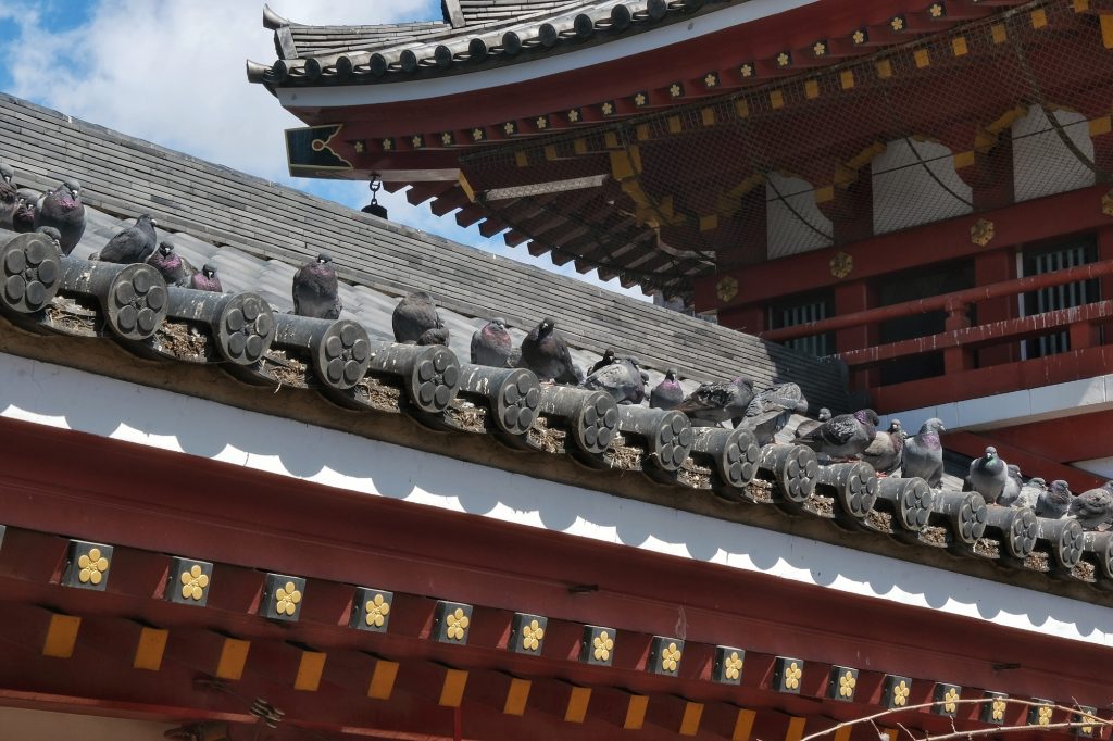 De nombreux pigeons sur les toits de l'Osu Kannon
