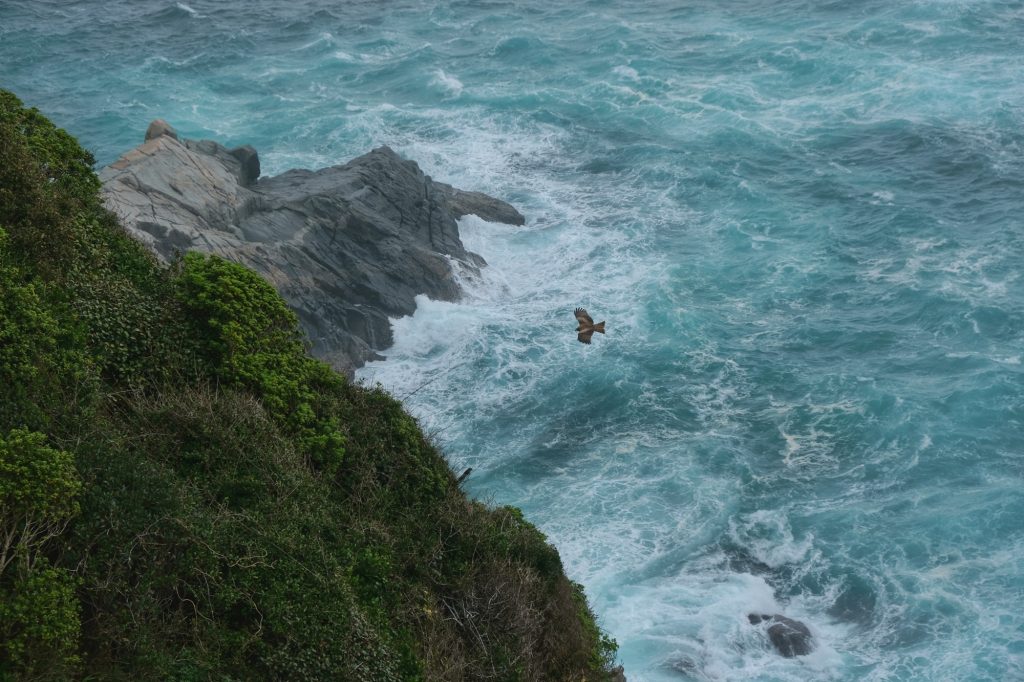 Un rapace vol au-dessus de l'océan Pacifique au cap Ashizuri