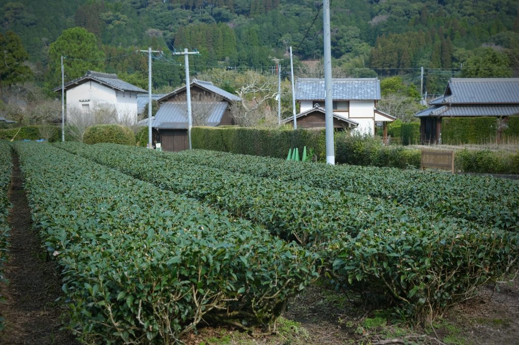 Plantation de thé entre les maisons de Chiran
