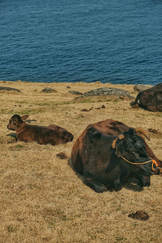 Une vache et un veau sur l'île de Kyushu