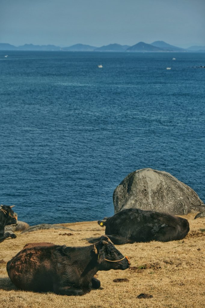 Des vaches en bord de mer sur le littoral de Kyushu
