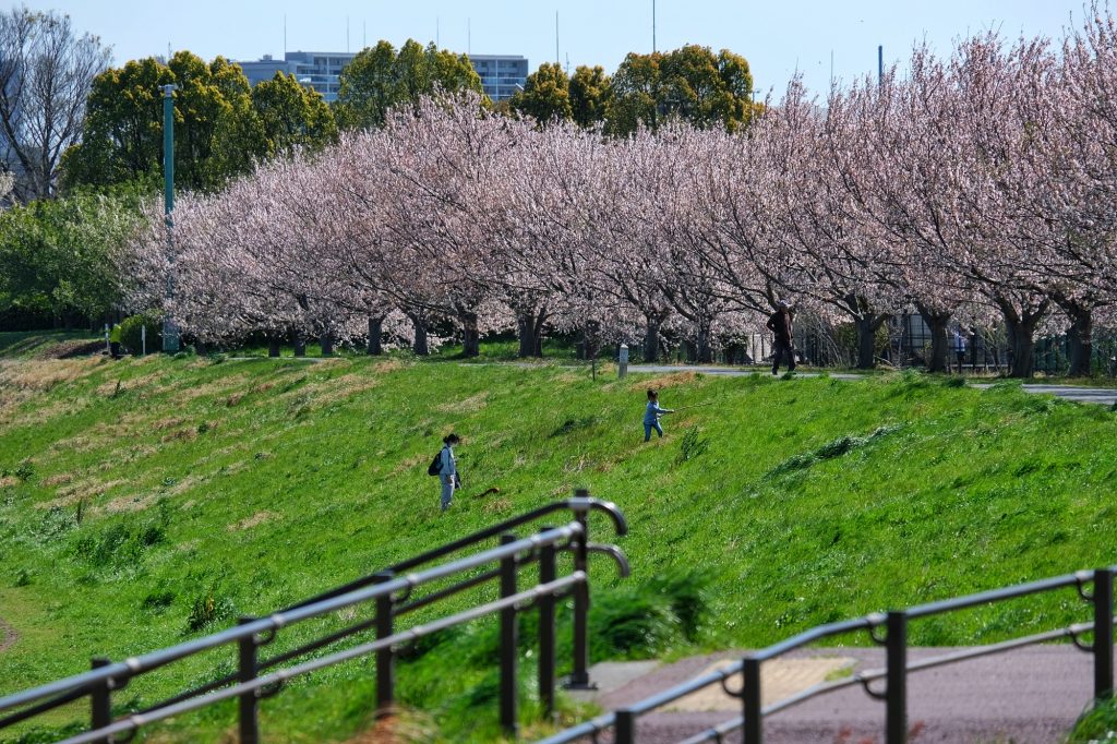 Des enfants jouent près d'une allée de cerisiers en fleur au parc Inagikita Ryokuchi