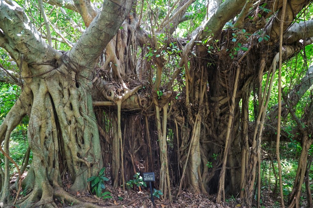 Un arbre bizarre dans le parc du château de Naha