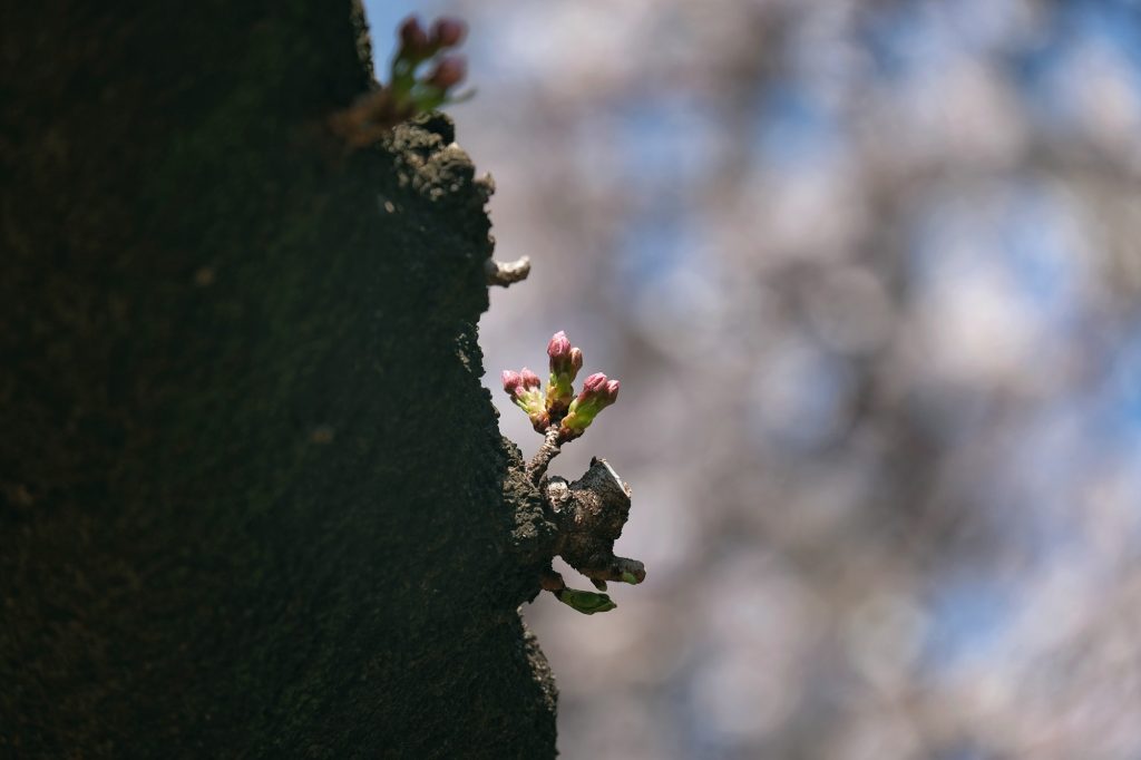 Un bourgeon naissant sur un cerisier du parc de Shinjuku