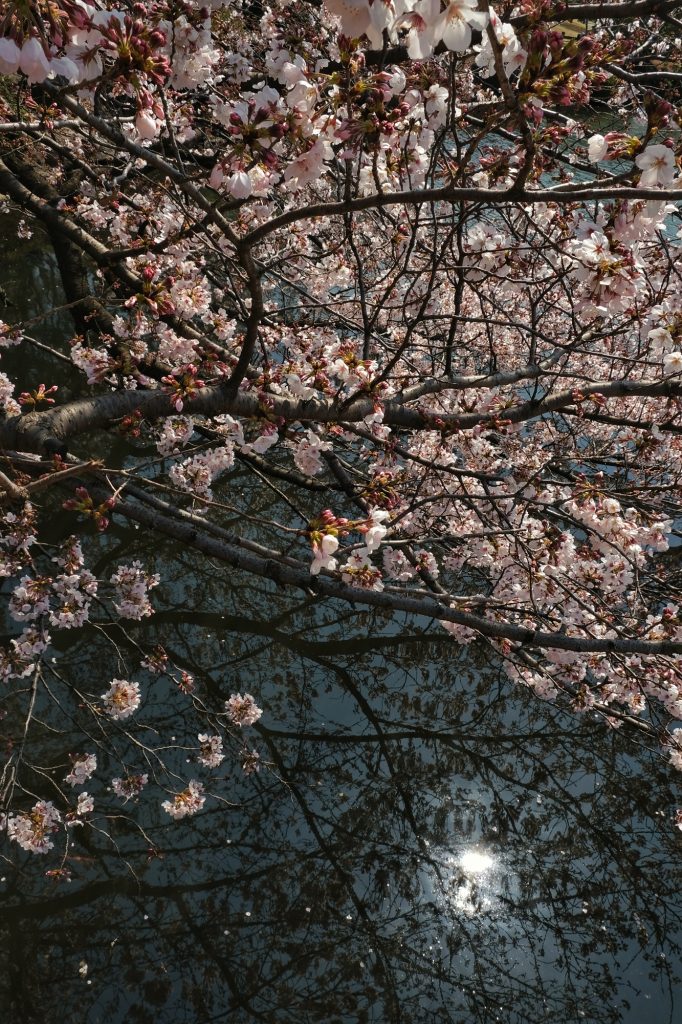 Un cerisier en fleur descend dans l'étang du parc de Shinjuku