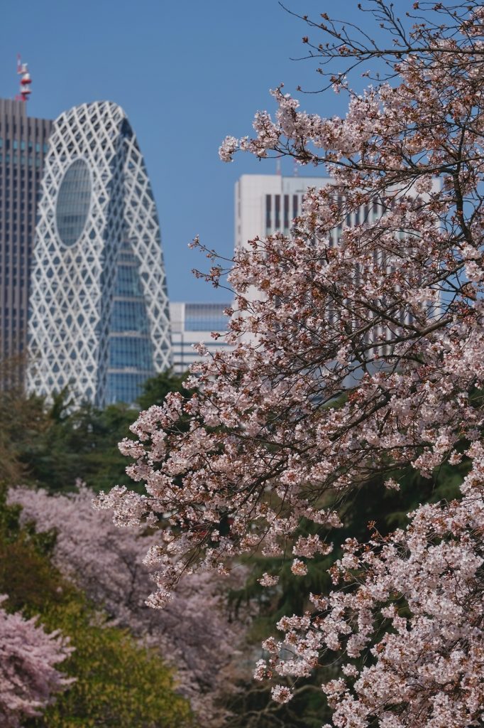 Les sakura du parc de Shinjuku et les grands immeubles du quartier