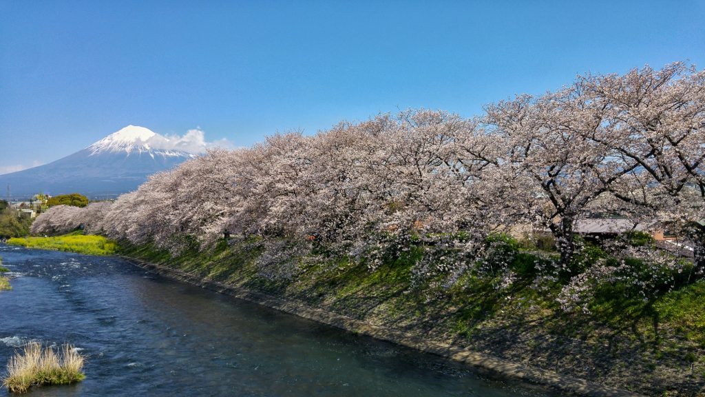 Le mont Fuji et les sakura en fleur de la rivière Urui
