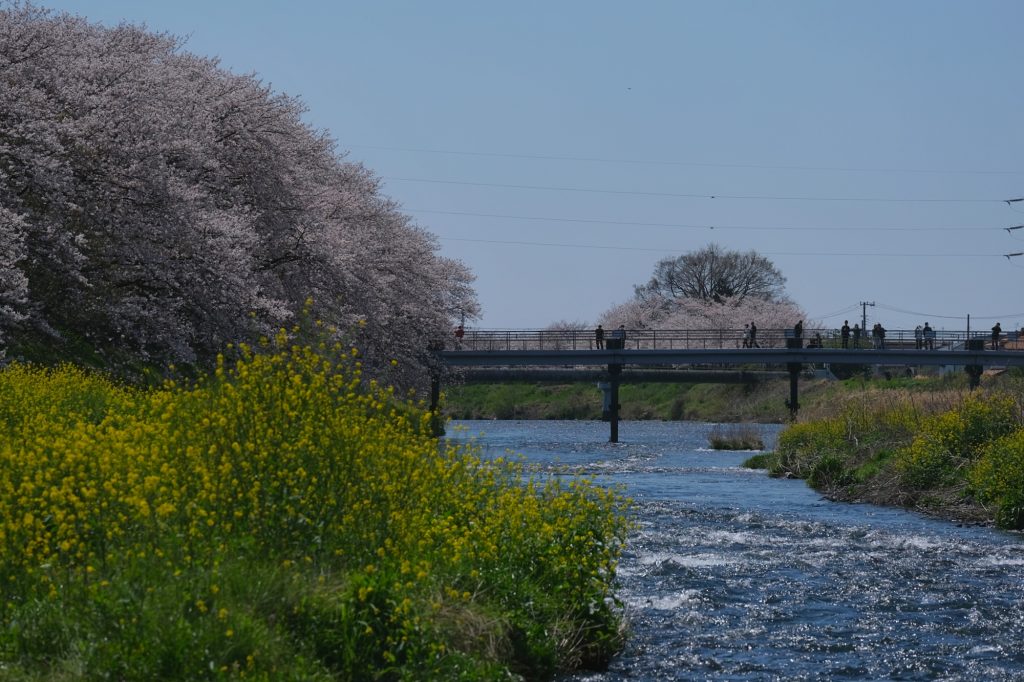 Les bords de la rivière Urui à Fuji