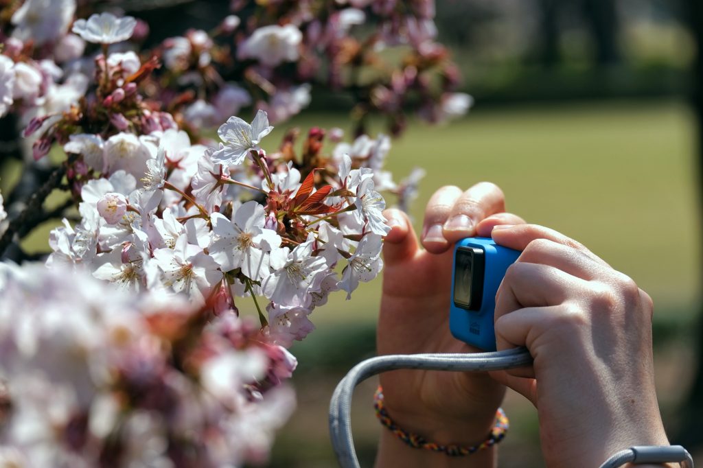 Gros plan sur les fleurs de cerisier du Shinjuku Gyoen