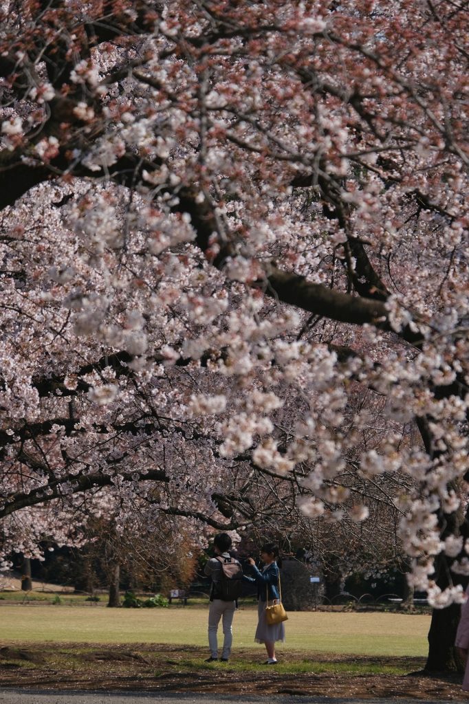 Un couple observe les fleurs des cerisiers du Shinjuku Gyoen