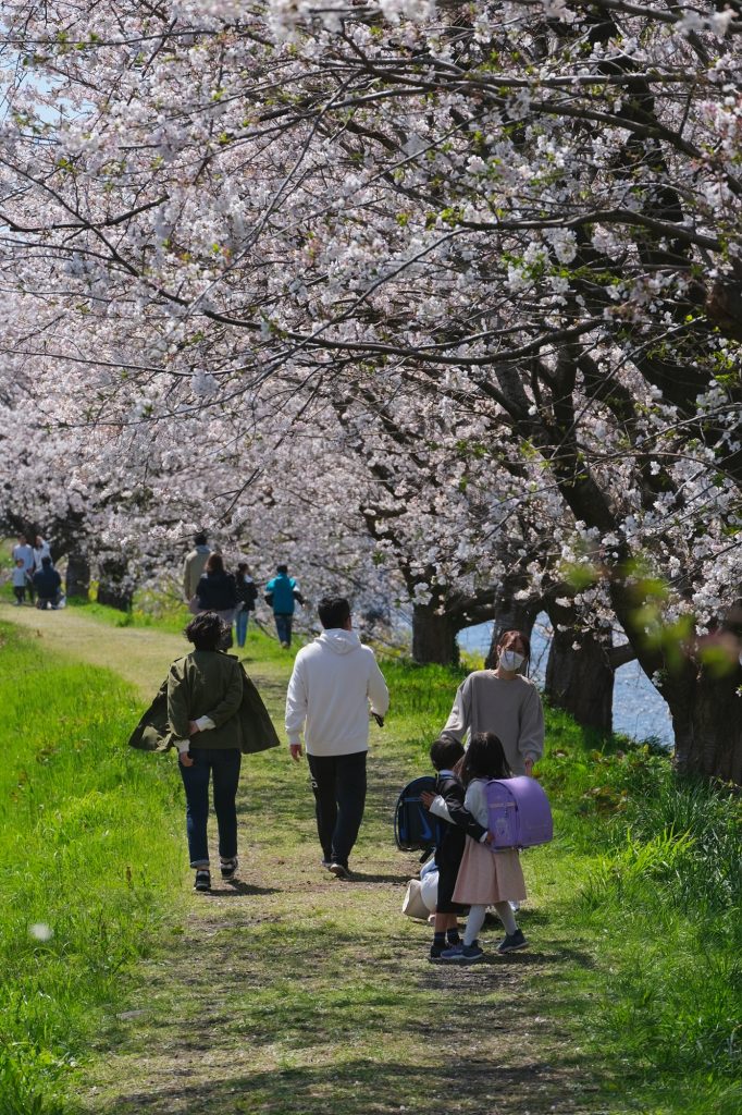 Hanami en famille le long de la rivière Urui à Fuji