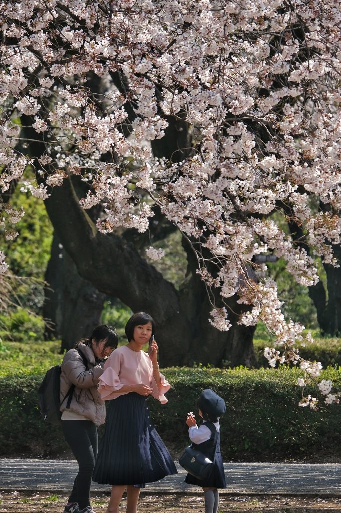 Préparation pour une séance photo sous les sakura au Shinjuku Gyoen