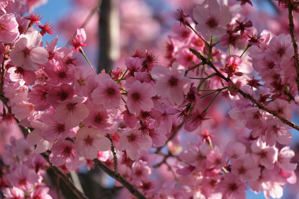 Des fleurs de sakura roses magnifiques au parc Koganei