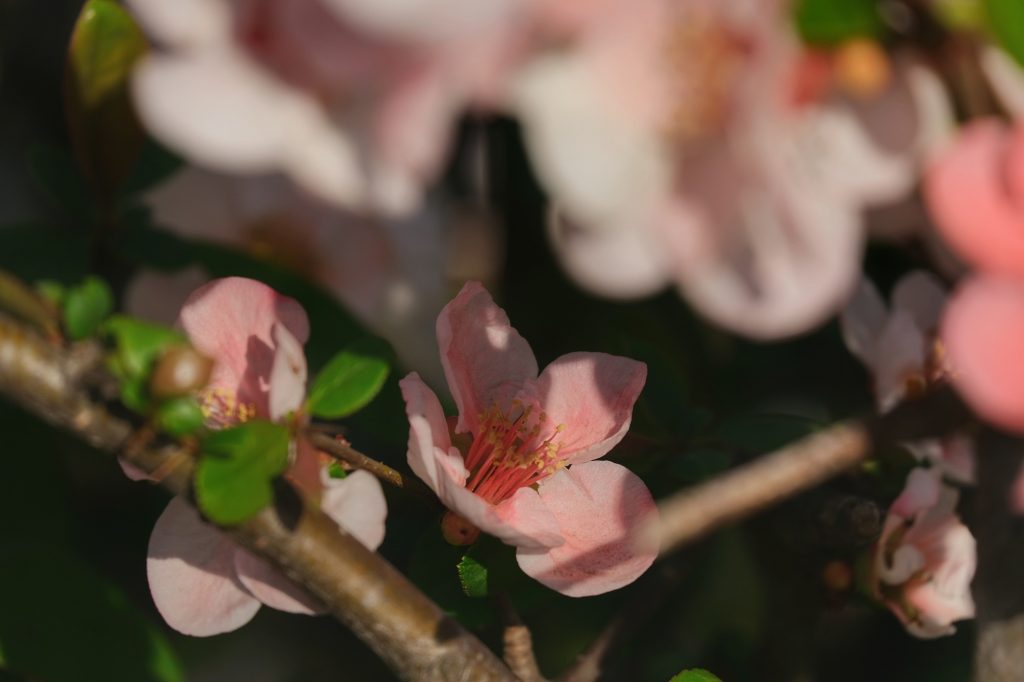 Une fleur de sakura au parc Koganei