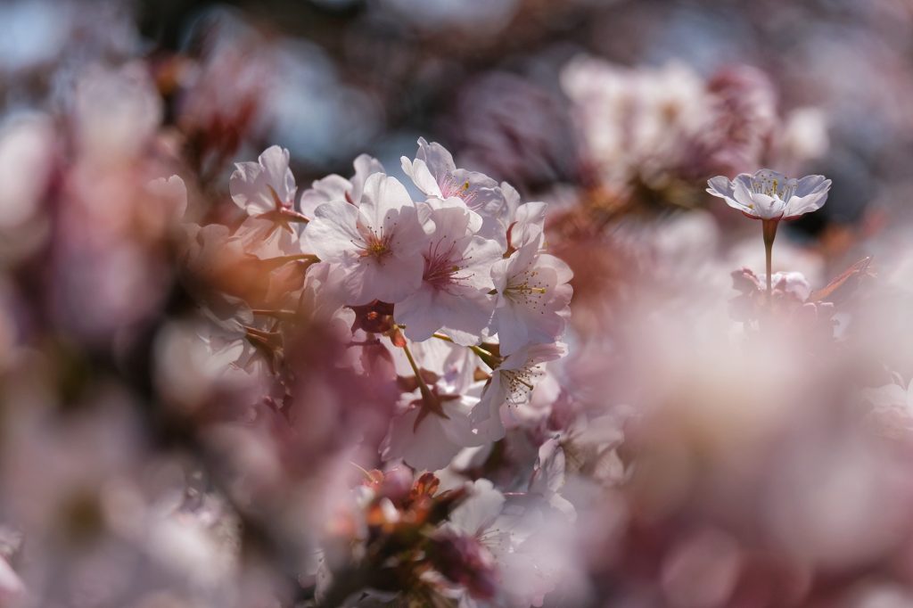 Les fleurs des cerisiers du Shinjuku Gyoen