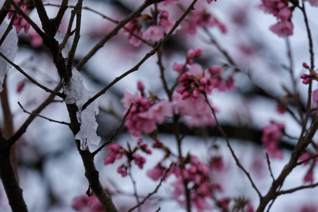Les fleurs de cerisier sous la neige