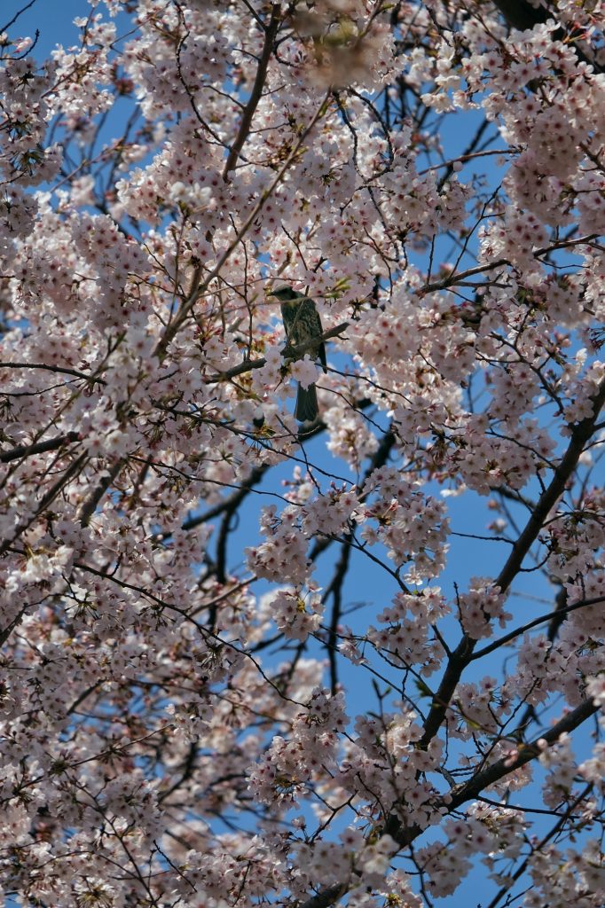 Fleurs blanches d'un cerisier du parc de Shinjuku
