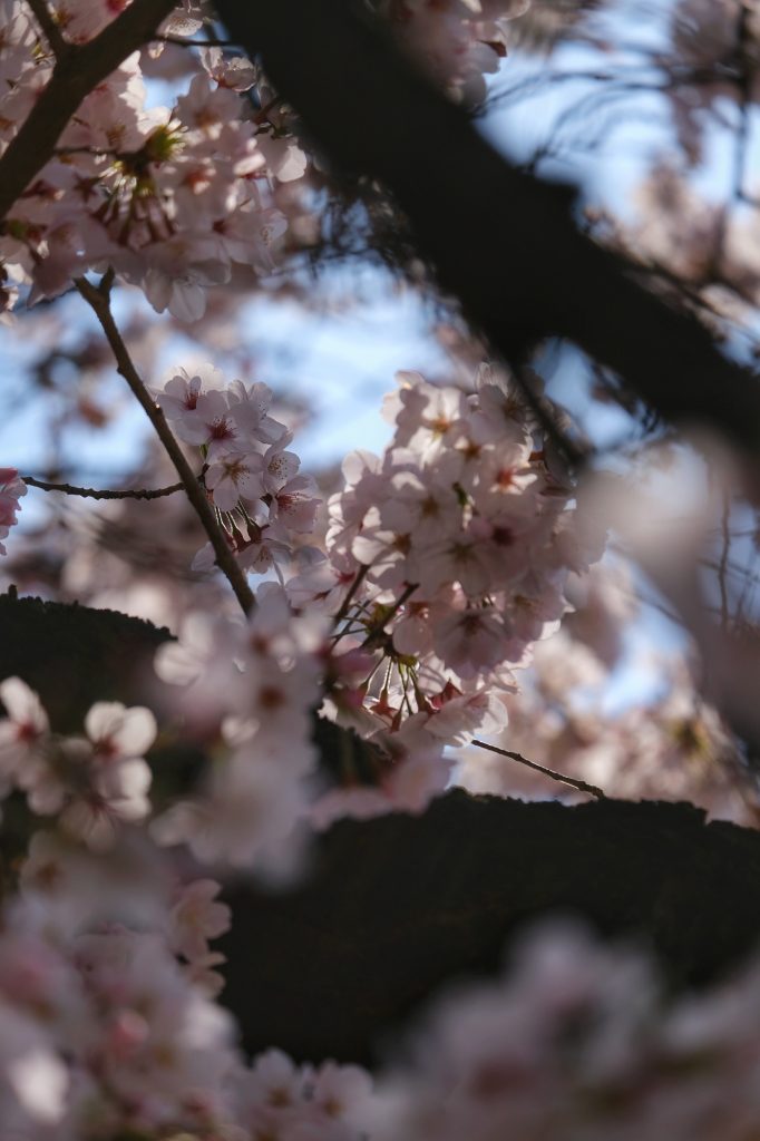 Les fleurs des sakura au Shinjuku Gyoen