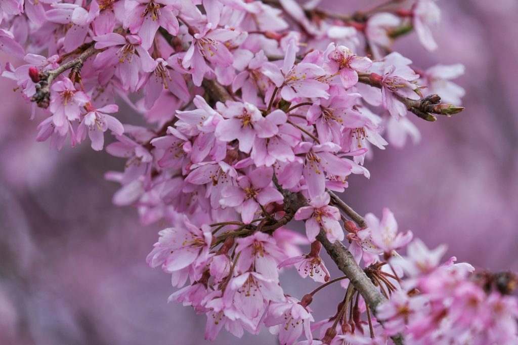 Des fleurs de sakura à Miyagino