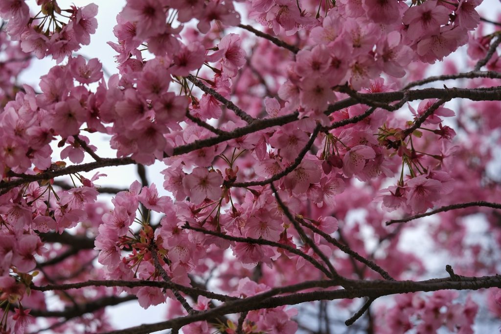 Les fleurs roses des cerisiers du parc Mémorial Showa