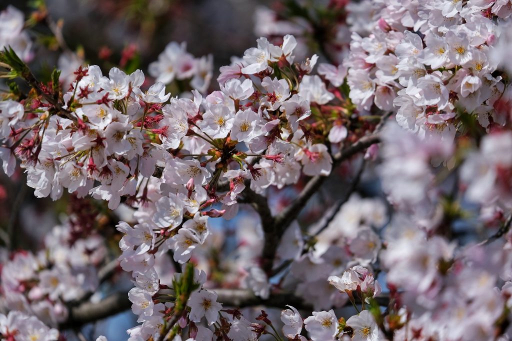 Des fleurs de sakura au parc Inagikita Ryokuchi