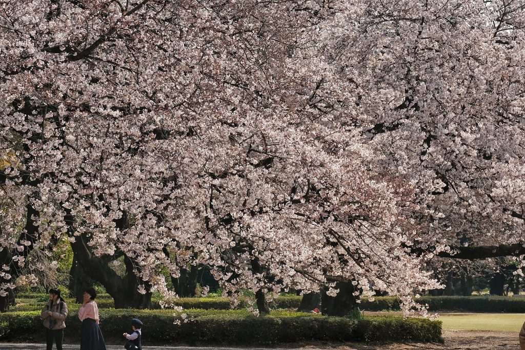De grands cerisiers en fleur au parc de Shinjuku