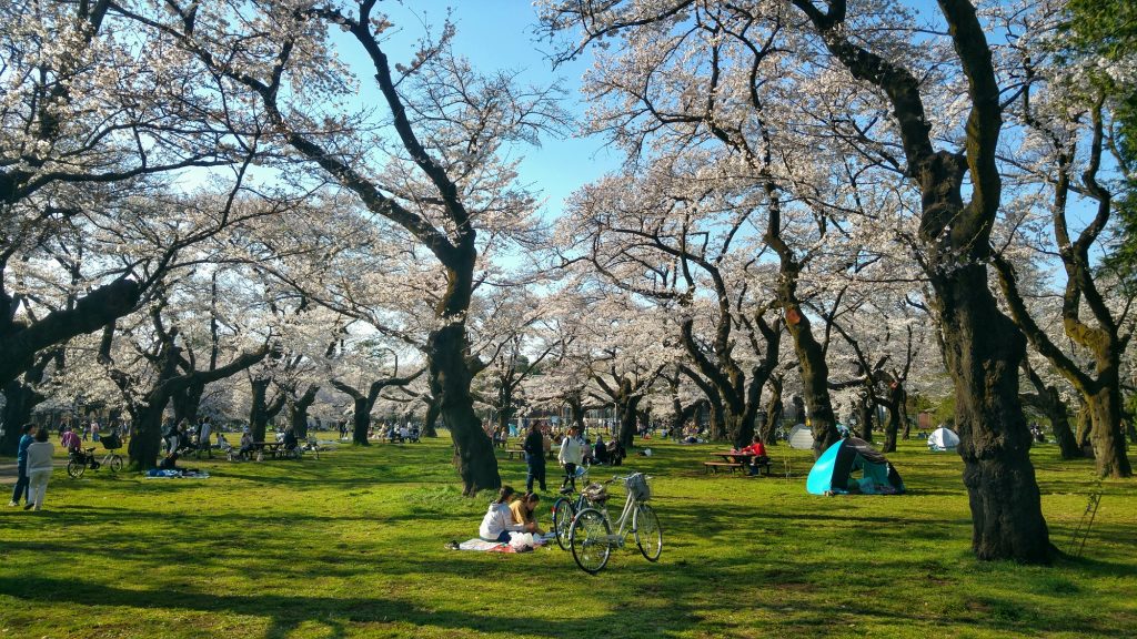Hanami au parc Koganei