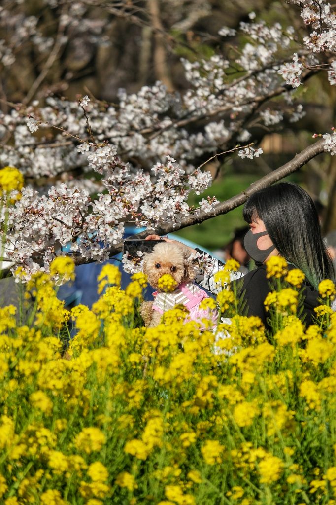 Selfie avec son chien devant les fleurs jaunes du parc Koganei
