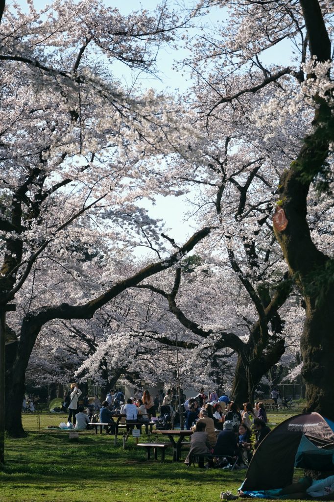 Les Japonais profitent de l'ombre des cerisiers en fleur du parc Koganei