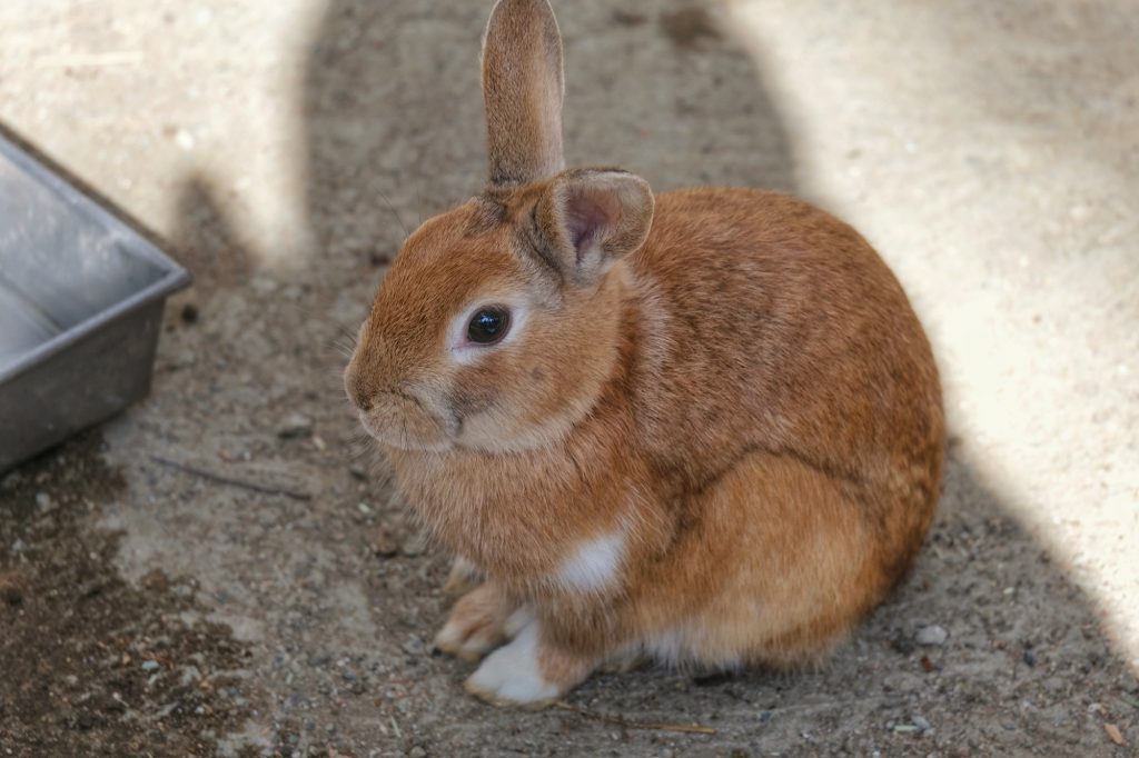 Un lapin, autre pensionnaire du Zao Fox Village