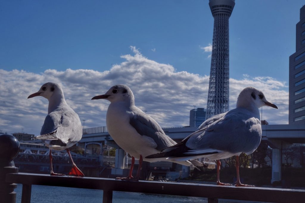 Les mouettes le long de la rivière Sumida