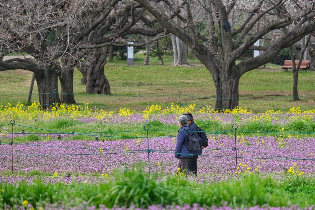 Des promeneurs entre les fleurs du parc Mémorial Showa
