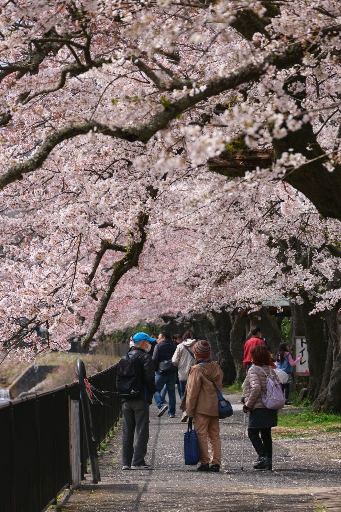 Des promeneurs sous les sakura en fleur à Miyagino