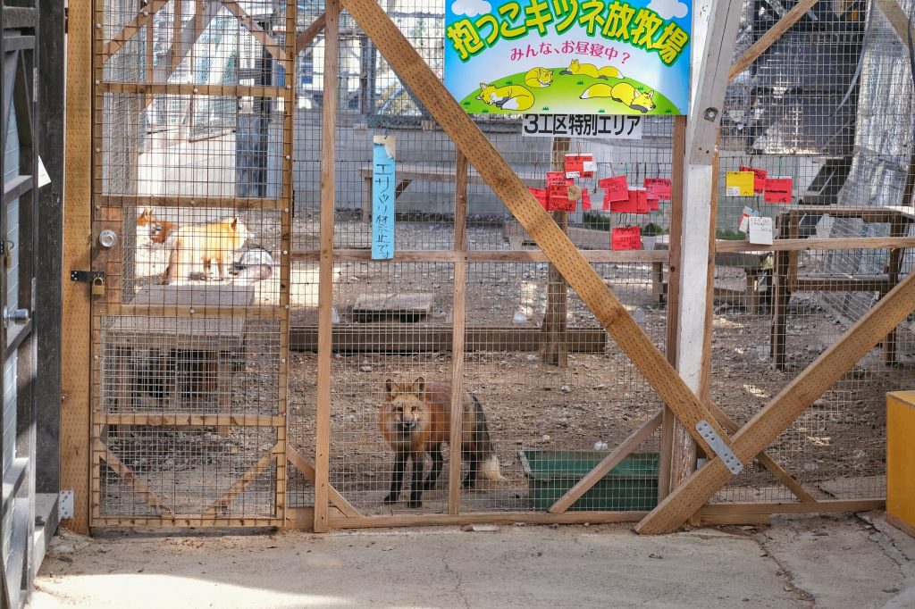 Des renards enfermés dans les cages du Zao Fox Village