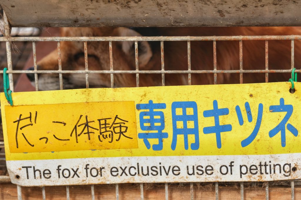 Renard exclusivement pour les caresses